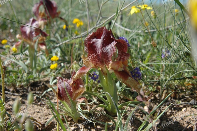 Wild Iris Kızılırmak Basin Three Colors Free Photos