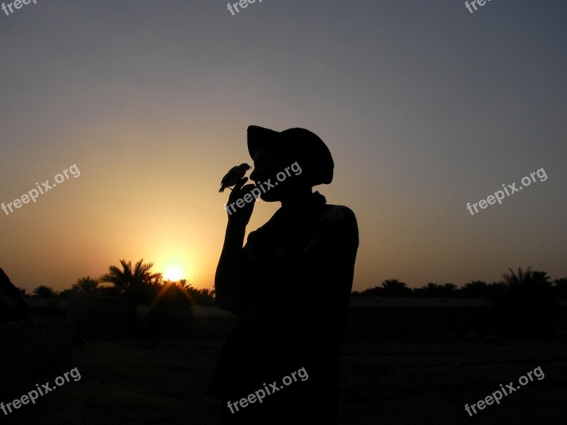 Sunset Bird Nature Sky Sun