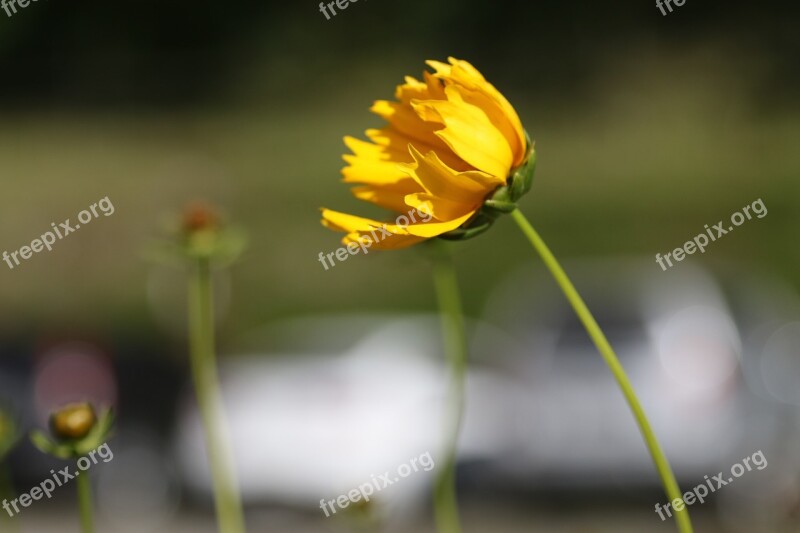 Flower Yellow Stem Nature Yellow Flower