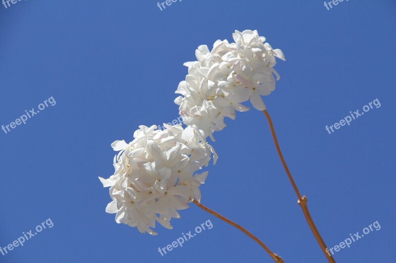 Jasmine Nature Flowers Purity Free Photos