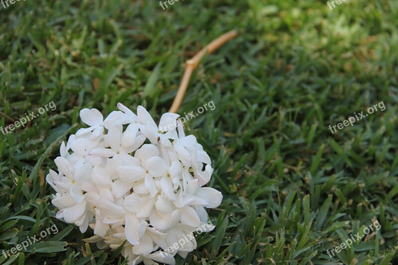 Jasmine Flower Plant Nature Free Photos