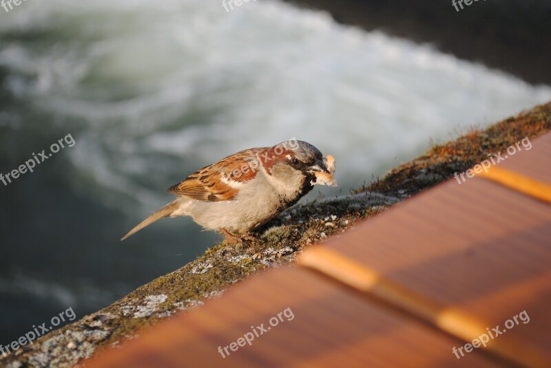 Sparrow Bird Bird Seed Feed Nature