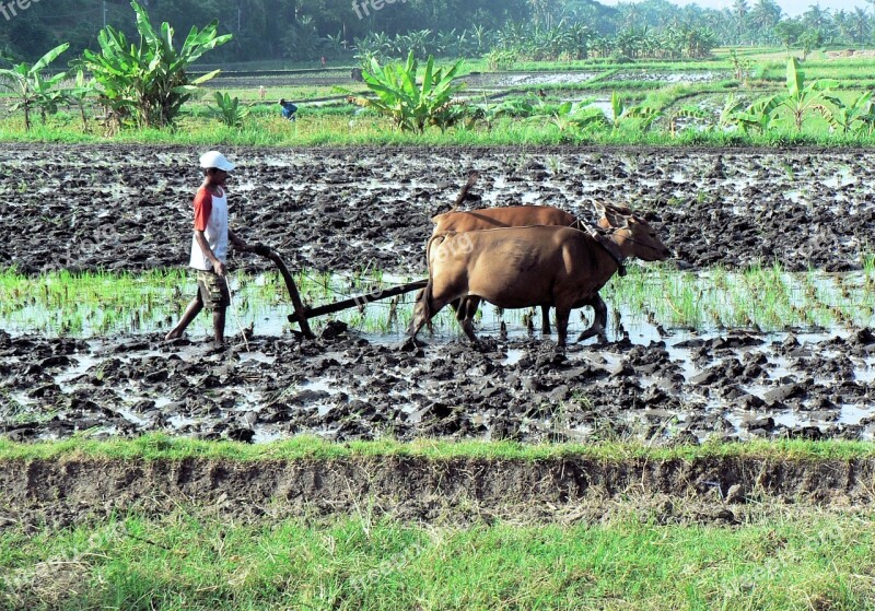 Bali Rice Field Agricultural Hitch Free Photos