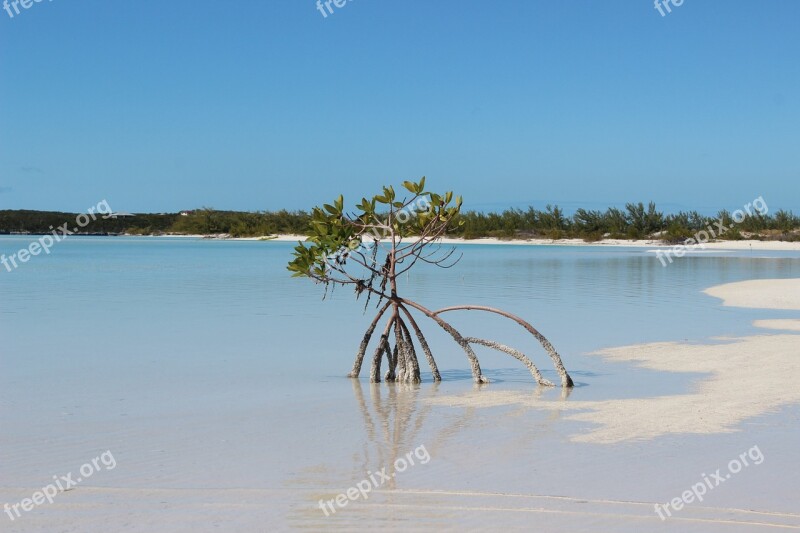 Tree Beach Sand Landscape Caribbean