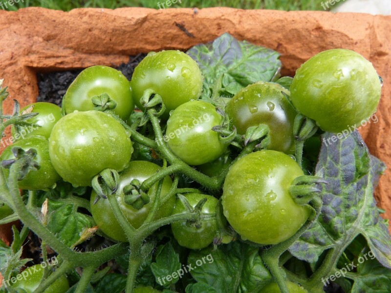 Green Tomatoes Balcony Tomatoes Green Crops Free Photos