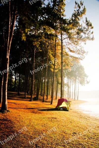 Camping Forest Tent Tree Vacation