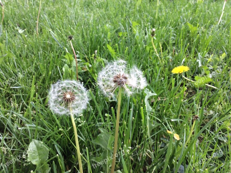 Dandelion Meadow Nature Macro Close Up