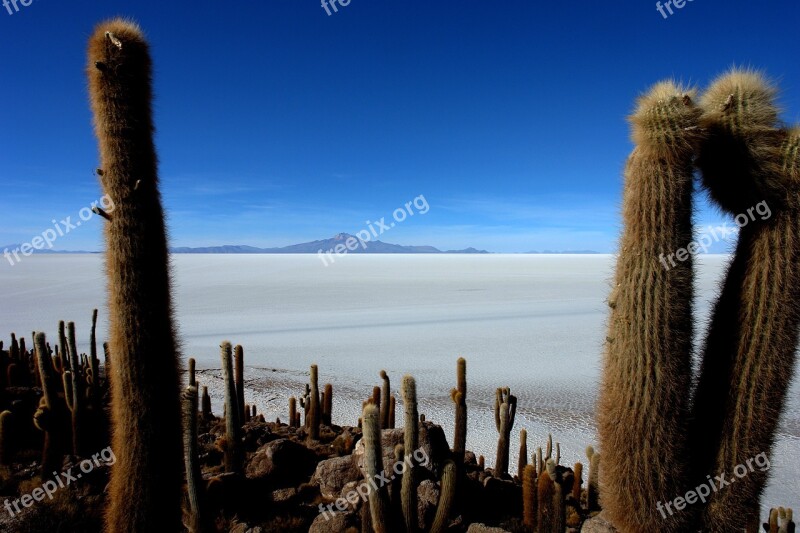 Salar Uyuni Fish Island Salt Cactus Travel