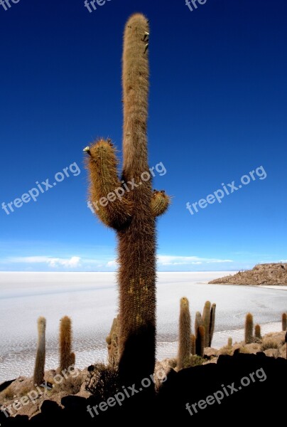 Fish Island Salt Cactus Salar Uyuni Travel