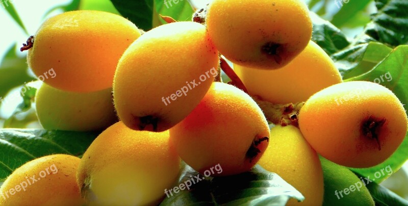 Loquats Fruit Sicily Nature Free Photos