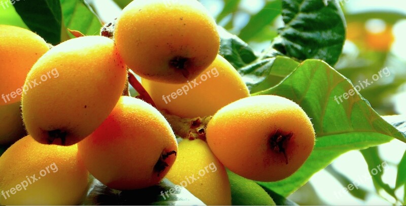 Loquats Fruit Sicily Nature Free Photos