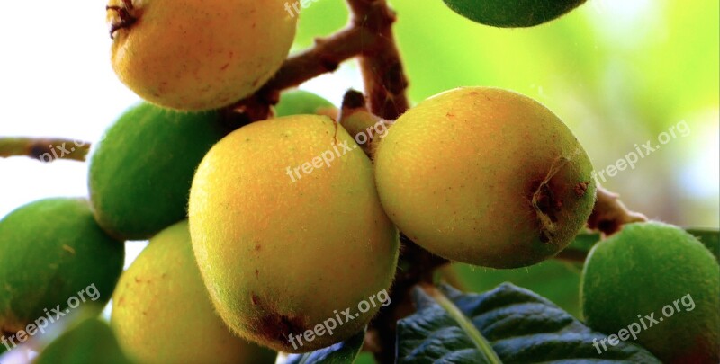 Loquats Sicily Nature Fruit Free Photos