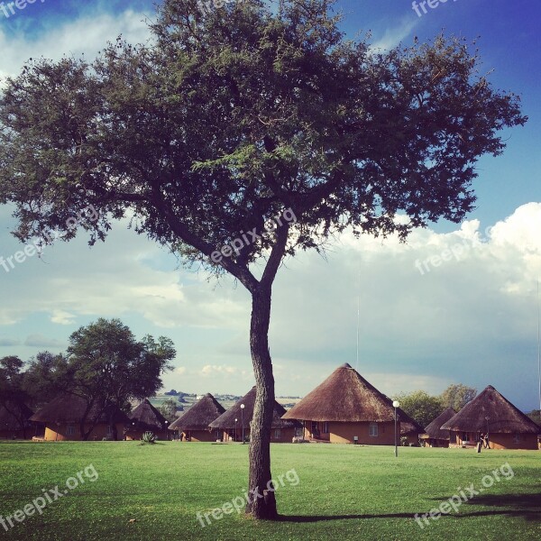 Africa Tree Wild Bush Savannah