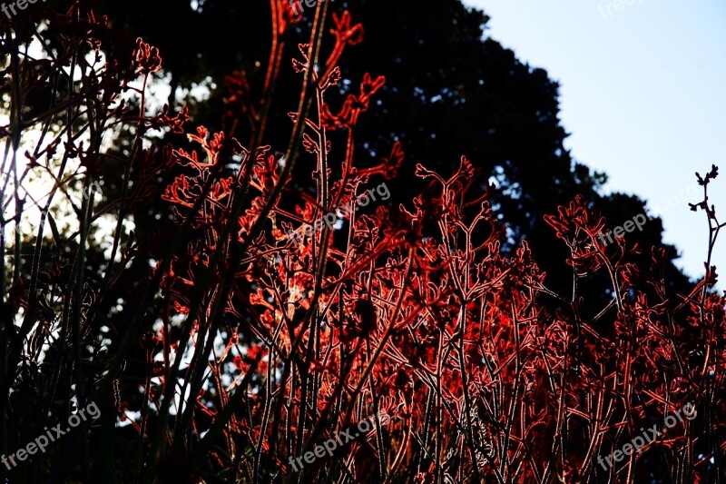 Nature Plants Red Flowers Free Photos