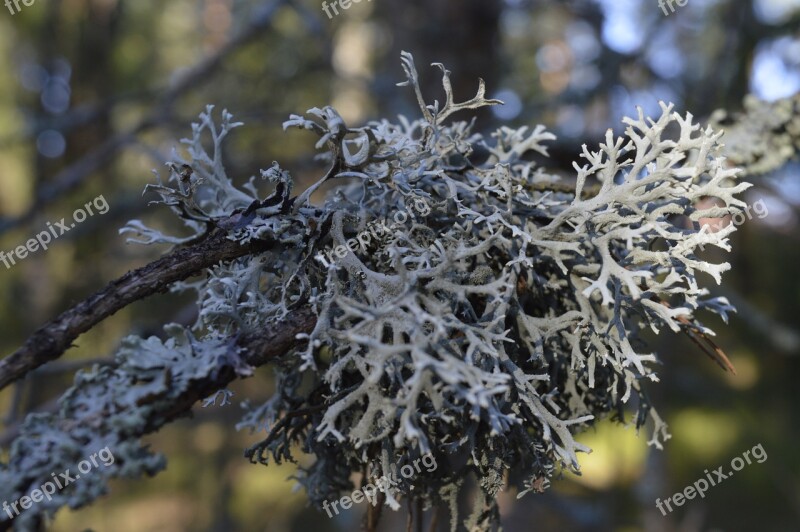 Lichen Branch Spring Special Journal Of Wood-frame