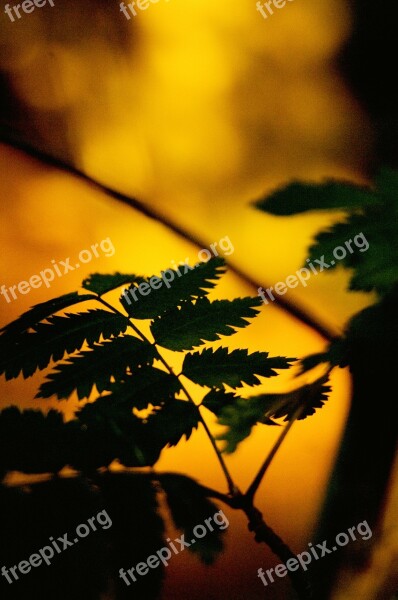 Ferns Plant Sunset Nature Forest