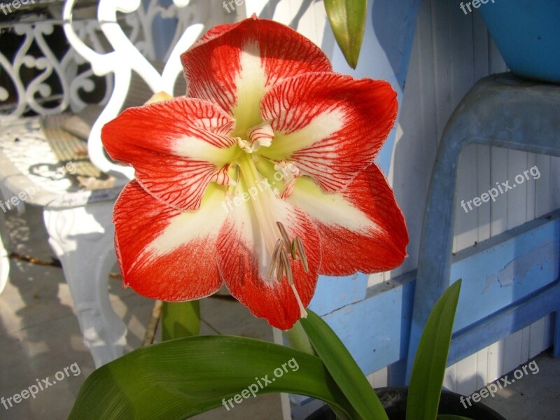 Amaryllis Flower Martinique Red Free Photos