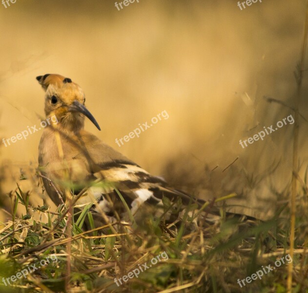 Hoopoe Bird Nature Feather Outdoor