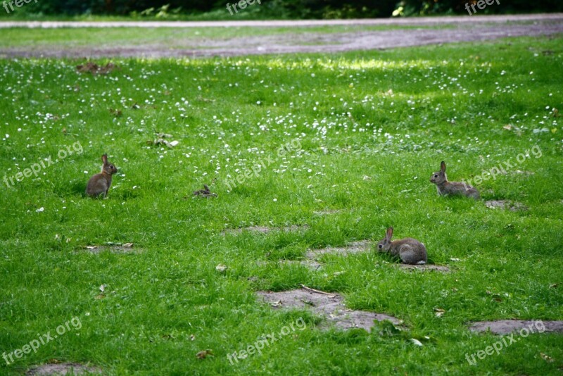 Rabbits Grass Cute Free Photos