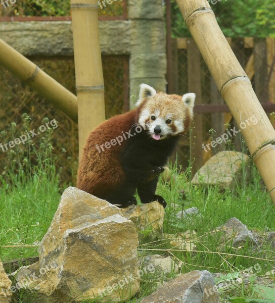 Red Panda Red Panda Animal World Zoo