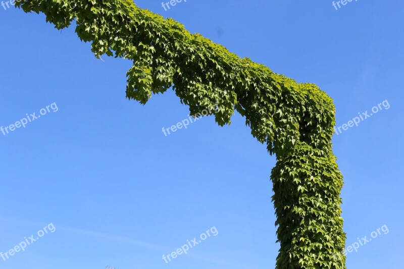 Ivy Creeper Sky Plant Plants