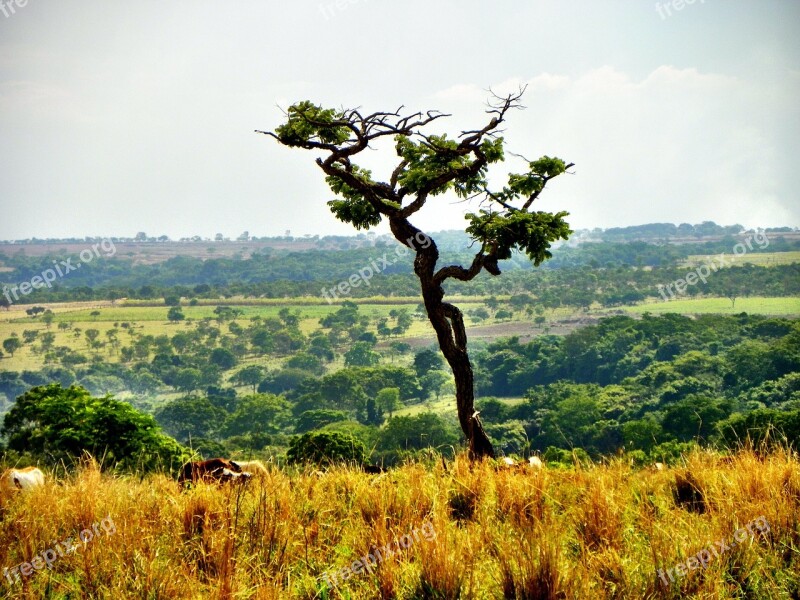 Cerrado Deforestation Goiás Goiania Brazil