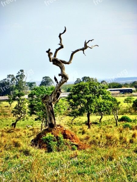 Cerrado Deforestation Goiás Goiania Brazil