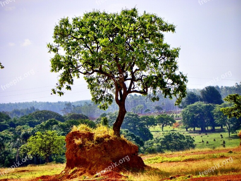 Cerrado Deforestation Goiás Goiania Brazil