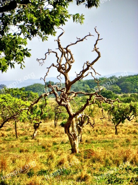 Cerrado Deforestation Goiás Goiania Brazil