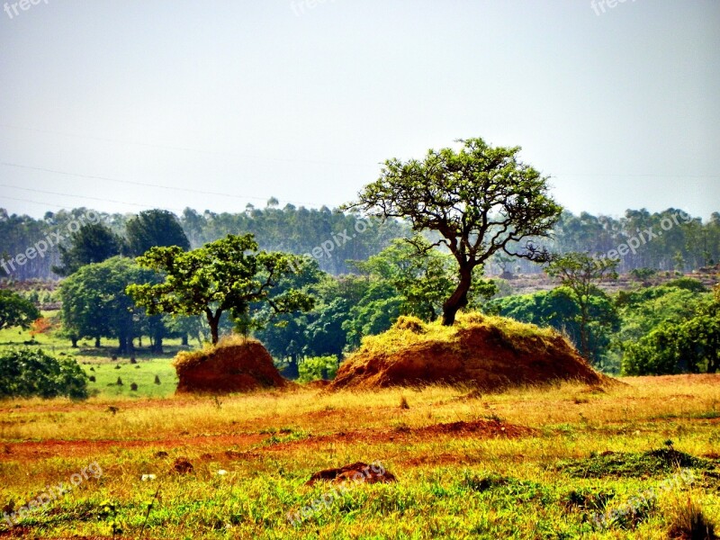 Cerrado Deforestation Goiás Goiania Brazil