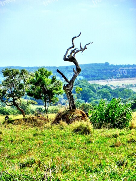 Cerrado Deforestation Goiás Goiania Brazil