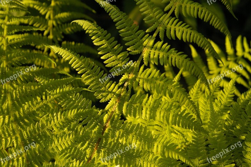 Fern Filigree Plant Green Leaf