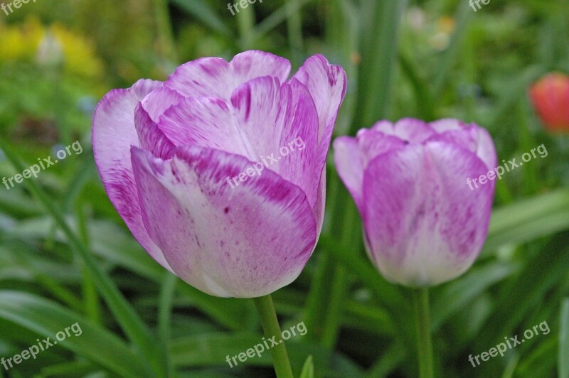 Tulip Tulips Flower Spring Nature