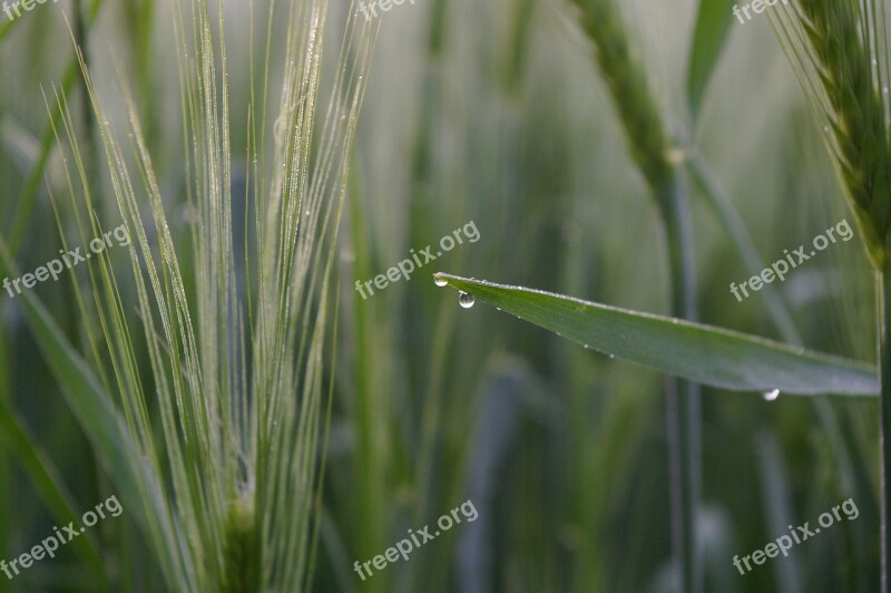 Wheat Wheat Field Morgentau Dewdrop Dew