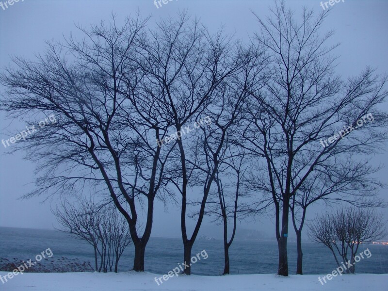 Winter Wood Snow Lake Nature