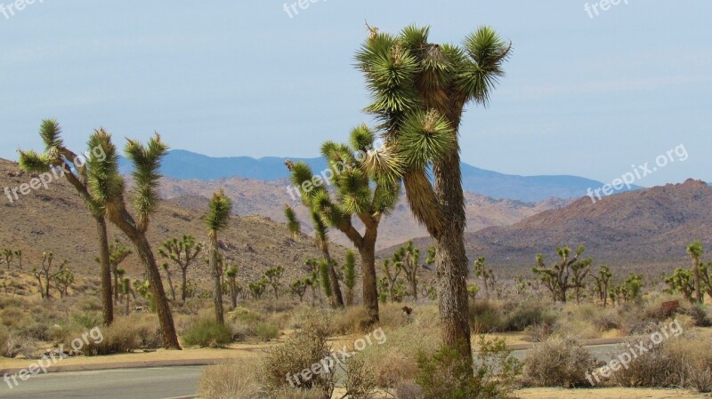 Joshua Trees Desert Tree Landscape Park