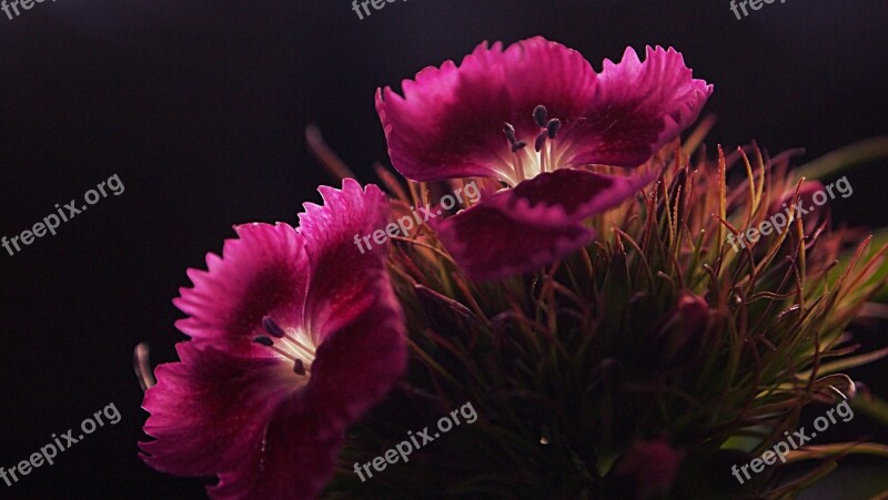 Sweet William Flowers Pink Nature Lighting