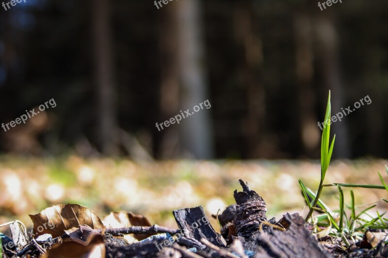 Spring Blade Of Grass Awakening Nature Grass