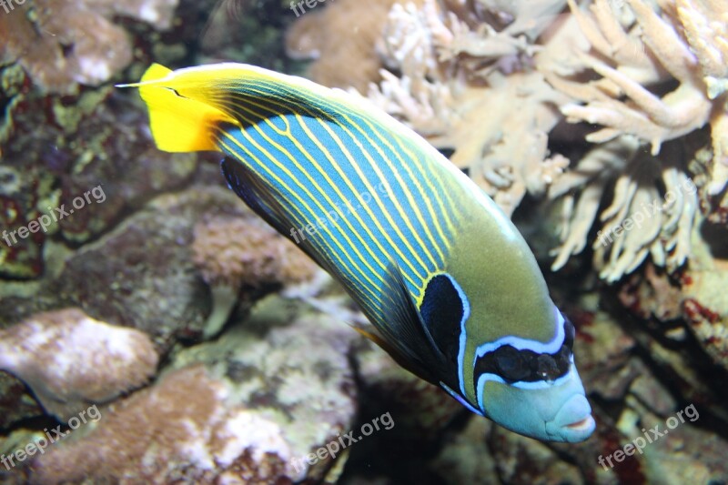 Emperor Angelfish Pomacanthus Imperator Fish Aquarium Salt Water