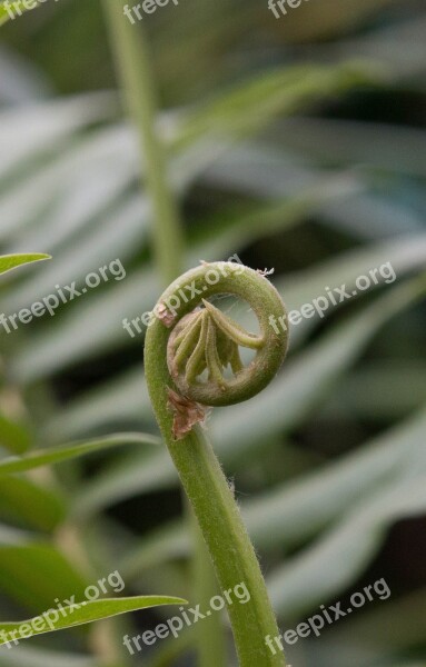 Fern Green Spring Nature Spiral