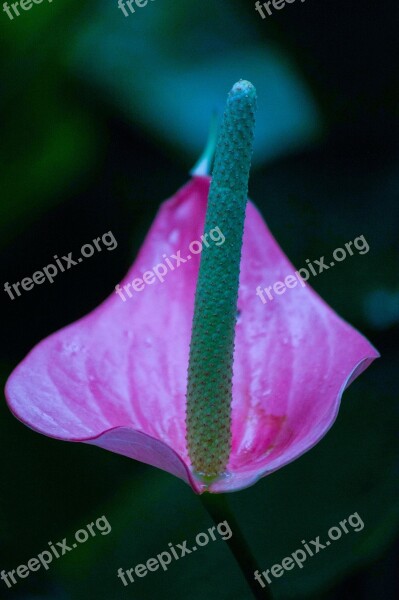 Arum Spring Flower Jardin Des Plantes Free Photos