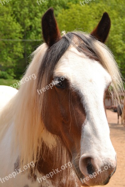 Horse Nature Pferdeportrait Animal Horse Head