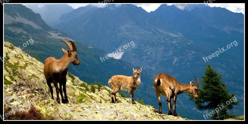 Chamonix Chamois Animals Free Photos