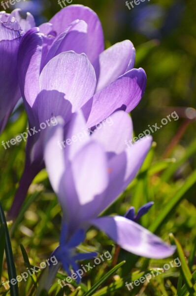 Crocus Easter Spring Purple Flower