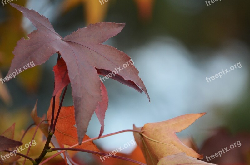 Fall Leaves Fall Foliage Fall Color Autumn Colours Brown