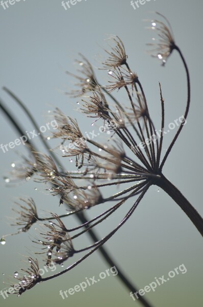 Autumn Drip Drop Of Water Beaded Morgentau