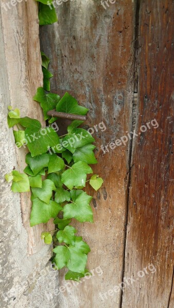 Ivy Wooden Door Old Input Entrance Door