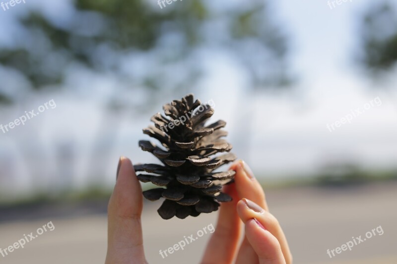 Pine Cone Hand Landscape Free Photos