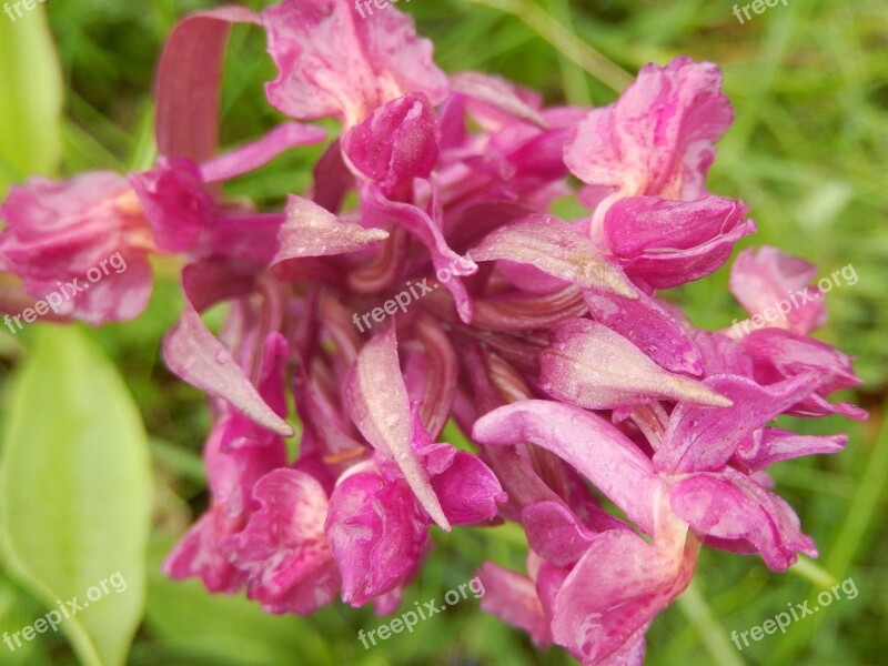 Wild Hyacinth Flower Spring Free Photos