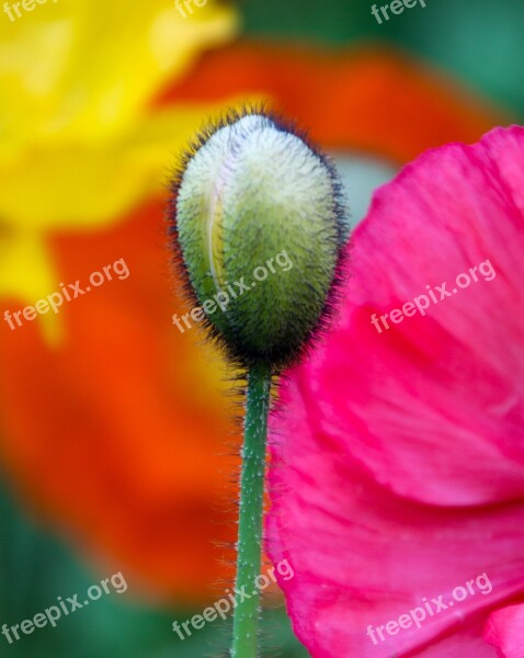 Poppy Bud Flower Capsule Hair